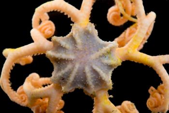 Media type: image;   Invertebrate Zoology 152366